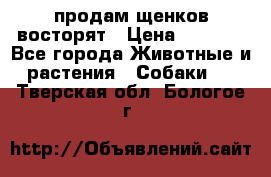 продам щенков восторят › Цена ­ 7 000 - Все города Животные и растения » Собаки   . Тверская обл.,Бологое г.